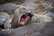 Picture 'Ant1_1_0868 Elephant Seal, South Georgia, Jason Harbour, Antarctica and sub-Antarctic islands'